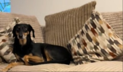 MALI PREVARANT RAZOTKRIVEN! Pas glumio nevinašce, a onda ga kamera odala - totalni hit! (VIDEO)